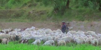 Los agricultores y ganaderos gallegos demandan medidas más contundentes ante la crisis económica actual Shepherd tending a flock of sheep in a green field.