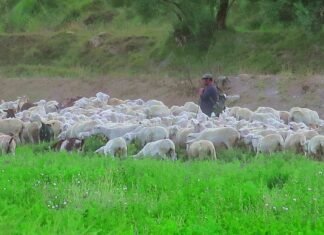 Los agricultores y ganaderos gallegos demandan medidas más contundentes ante la crisis económica actual Shepherd tending a flock of sheep in a green field.