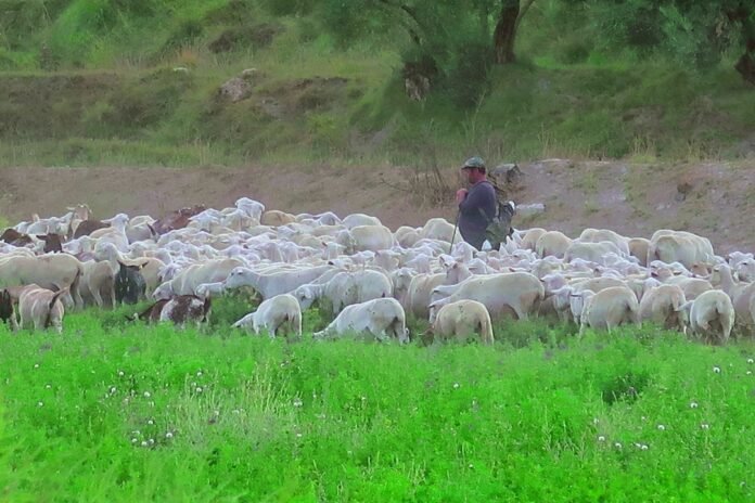 image_1774177224532 Shepherd tending a flock of sheep in a green field.