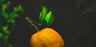 La Revolución Naranja: Cómo la Filosofía de Johan Cruyff Transformó el Fútbol Moderno para Siempre orange fruit on black textile