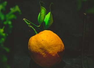 La Revolución Naranja: Cómo la Filosofía de Johan Cruyff Transformó el Fútbol Moderno para Siempre orange fruit on black textile