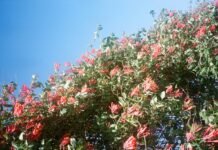 La justicia valenciana revisa las decisiones judiciales sobre la gestión de la DANA red and green leaves tree under blue sky during daytime