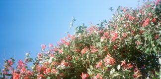 La justicia valenciana revisa las decisiones judiciales sobre la gestión de la DANA red and green leaves tree under blue sky during daytime