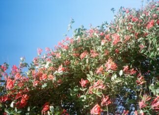 La justicia valenciana revisa las decisiones judiciales sobre la gestión de la DANA red and green leaves tree under blue sky during daytime