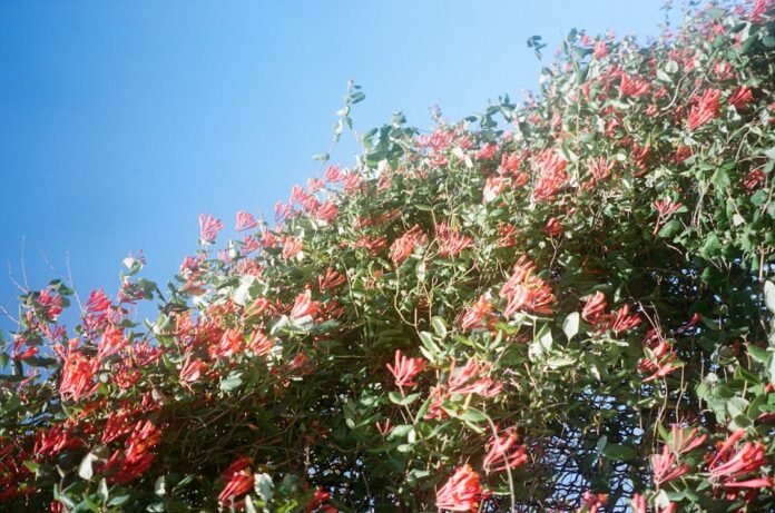 red and green leaves tree under blue sky during daytime