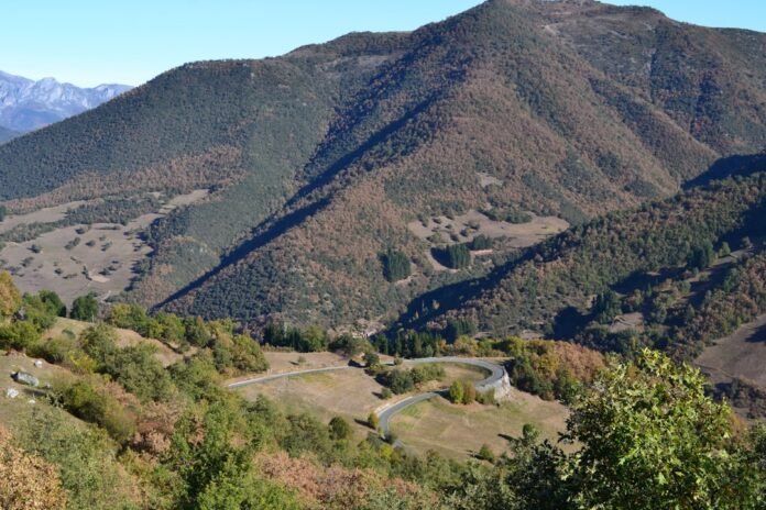 green trees on mountain during daytime