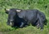 La Epidermólisis Bullosa Encuentra Esperanza en la Terapia Génica: Un Avance Revolucionario para los Niños con «Piel de Mariposa» A black bull laying down in the grass