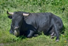La Epidermólisis Bullosa Encuentra Esperanza en la Terapia Génica: Un Avance Revolucionario para los Niños con «Piel de Mariposa» A black bull laying down in the grass