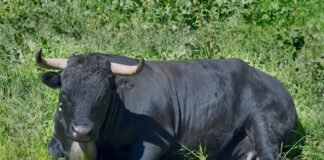 La Epidermólisis Bullosa Encuentra Esperanza en la Terapia Génica: Un Avance Revolucionario para los Niños con «Piel de Mariposa» A black bull laying down in the grass