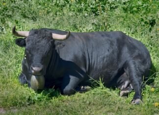 La Epidermólisis Bullosa Encuentra Esperanza en la Terapia Génica: Un Avance Revolucionario para los Niños con «Piel de Mariposa» A black bull laying down in the grass