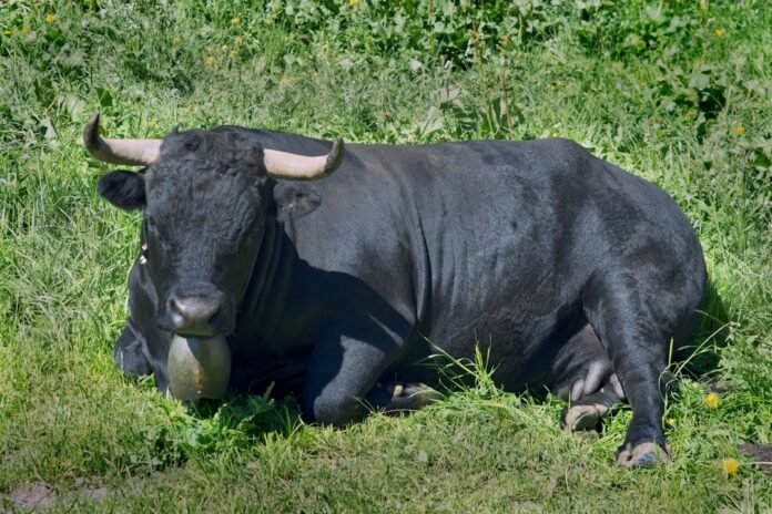 A black bull laying down in the grass