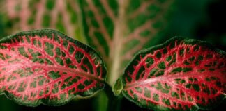 Invasión silenciosa: cómo una macroalga asiática amenaza el equilibrio del mar Mediterráneo a close up of a red and green leaf