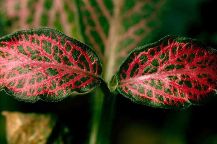 a close up of a red and green leaf