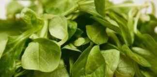 La revolución culinaria española conquista Estados Unidos: el fenómeno de los chefs hispanos en la alta gastronomía americana green leaves on brown wooden table
