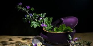 La nostalgia culinaria de Martín Berasategui: cuando la simplicidad supera a las estrellas Michelin purple flowers in black pot