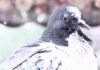 El ascenso político de Paloma Valencia: entre tradición conservadora y aspiraciones presidenciales closeup photography of gray and white bird