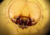 La economía paralela que genera la visita papal: cuando aparcar vale más que un hotel brown and white jelly fish