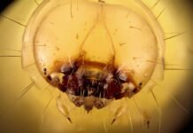 La economía paralela que genera la visita papal: cuando aparcar vale más que un hotel brown and white jelly fish