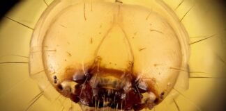 La economía paralela que genera la visita papal: cuando aparcar vale más que un hotel brown and white jelly fish