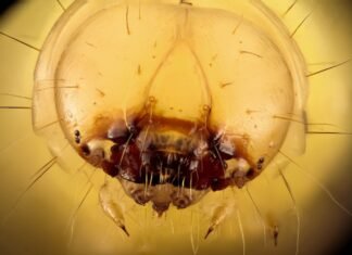 La economía paralela que genera la visita papal: cuando aparcar vale más que un hotel brown and white jelly fish