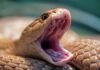 El arbitraje internacional cobra protagonismo en el España-Perú previo al Mundial a lizard with its mouth open