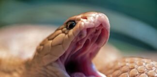 El arbitraje internacional cobra protagonismo en el España-Perú previo al Mundial a lizard with its mouth open