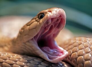 El arbitraje internacional cobra protagonismo en el España-Perú previo al Mundial a lizard with its mouth open