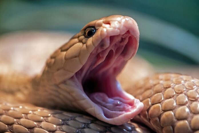 image_1780912828104 a lizard with its mouth open