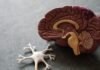 Pantallas y cerebro infantil: por qué los expertos comparan la adicción digital con el consumo de drogas human brain toy