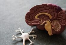 Pantallas y cerebro infantil: por qué los expertos comparan la adicción digital con el consumo de drogas human brain toy