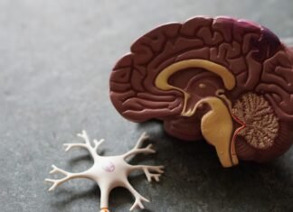 Pantallas y cerebro infantil: por qué los expertos comparan la adicción digital con el consumo de drogas human brain toy