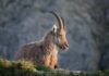 El Ibex 35 desafía la incertidumbre global y se acerca a los 20.000 puntos: claves de un rally histórico brown ram on green grass during daytime
