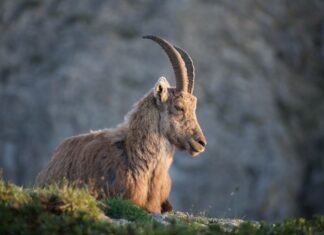 El Ibex 35 desafía la incertidumbre global y se acerca a los 20.000 puntos: claves de un rally histórico brown ram on green grass during daytime