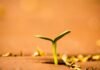 Crecimiento sin prosperidad: por qué el auge del PIB español no se traduce en mayor riqueza para sus ciudadanos a small plant growing out of the ground