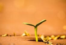 Crecimiento sin prosperidad: por qué el auge del PIB español no se traduce en mayor riqueza para sus ciudadanos a small plant growing out of the ground
