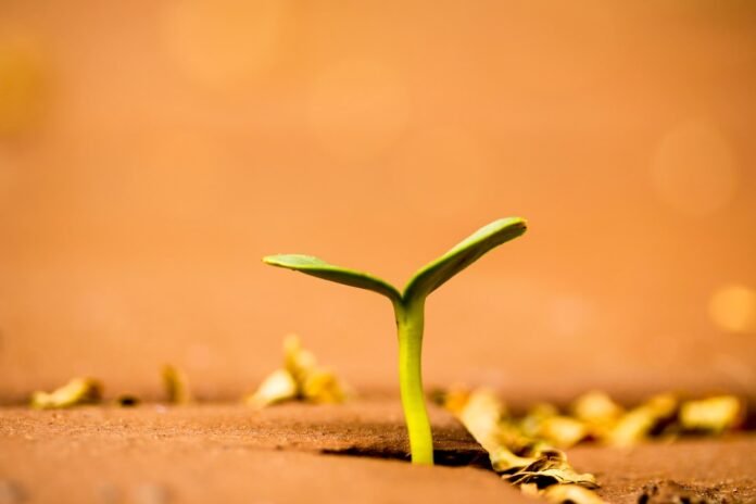 image_1786615240378 a small plant growing out of the ground