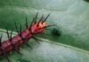 La deriva migratoria del PP: entre el rigor institucional y la presión de la ultraderecha española brown insect on green leaf
