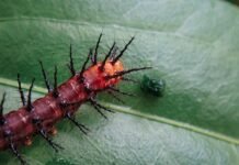 La deriva migratoria del PP: entre el rigor institucional y la presión de la ultraderecha española brown insect on green leaf