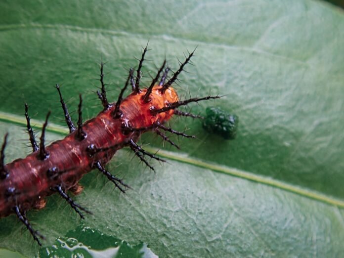 brown insect on green leaf