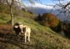 El Tesoro Público coloca 2.415 millones en letras mientras los tipos escalan a niveles no vistos desde finales de 2024 Two cows stand on a grassy hillside in autumn