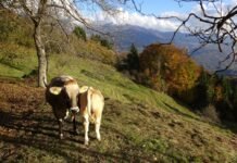El Tesoro Público coloca 2.415 millones en letras mientras los tipos escalan a niveles no vistos desde finales de 2024 Two cows stand on a grassy hillside in autumn
