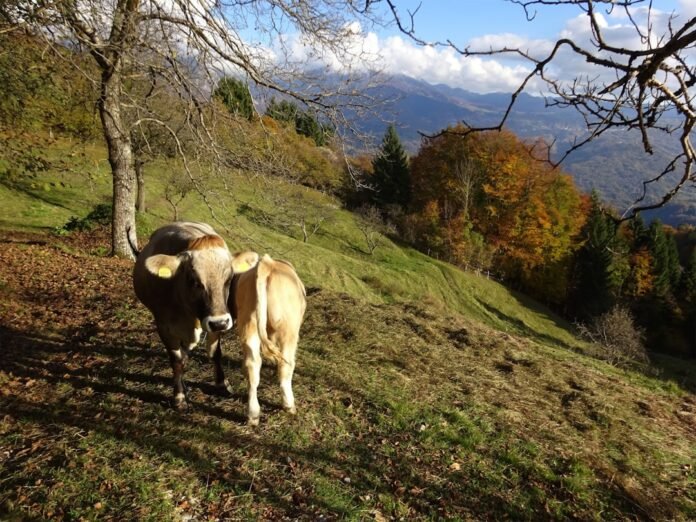 image_1788948034916 Two cows stand on a grassy hillside in autumn