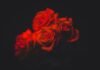 Ahogamiento en Roses: La tragedia que pone en alerta la seguridad en las playas catalanas este verano four red roses flowers