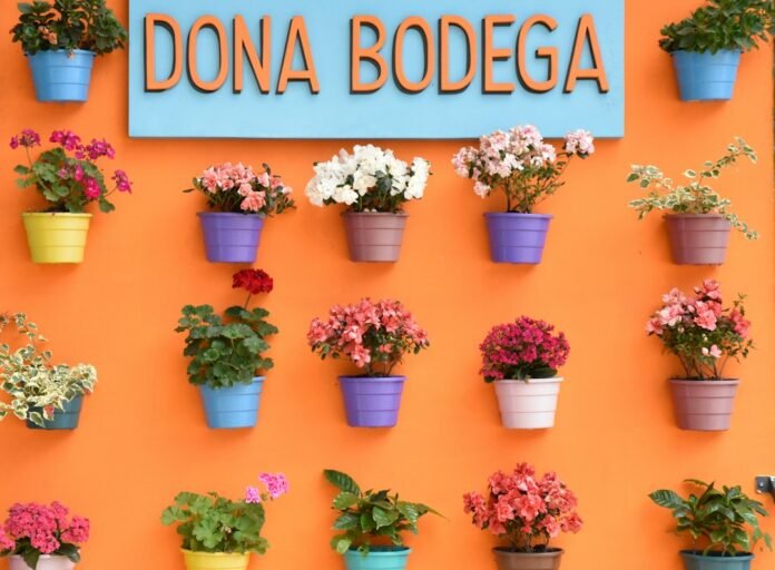 Colorful potted flowers displayed on an orange wall