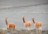 Generación en llamas: Por qué los jóvenes europeos están perdiendo la fe en el sistema Three vicuñas standing in a sparse field with a grey desert landscape behind