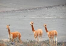 Generación en llamas: Por qué los jóvenes europeos están perdiendo la fe en el sistema Three vicuñas standing in a sparse field with a grey desert landscape behind