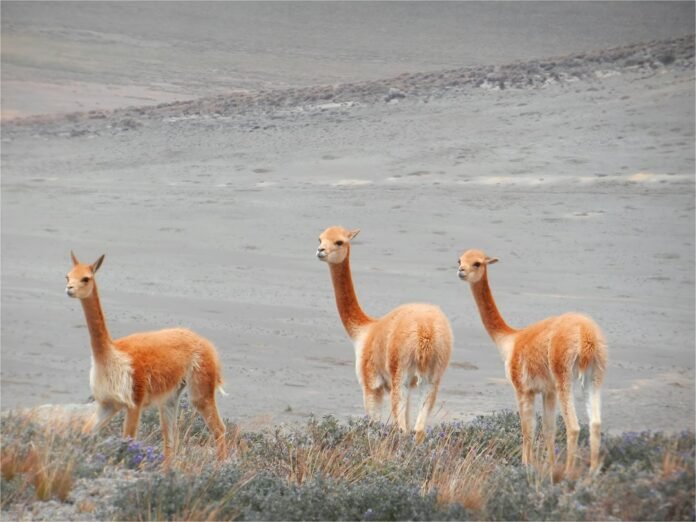 Three vicuñas standing in a sparse field with a grey desert landscape behind