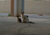 Bandas Juveniles en Cataluña: El Auge de un Fenómeno que Desafía la Seguridad Urbana A couple of cats sitting next to each other