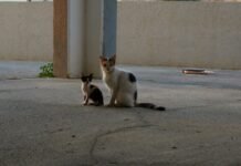 Bandas Juveniles en Cataluña: El Auge de un Fenómeno que Desafía la Seguridad Urbana A couple of cats sitting next to each other