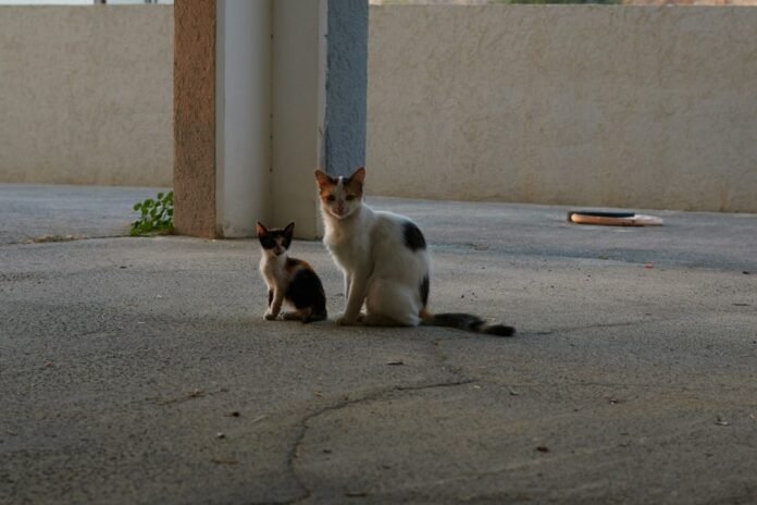 A couple of cats sitting next to each other
